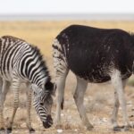 Le zèbre ami des gNous : Fable entre noirs et blancs